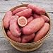 photo Seed Potatoes for Planting French Fingerling 5lbs. 2024-2023