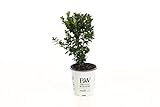 photo: You can buy 4.5 in. qt. Sprinter Boxwood (Buxus) Live Evergreen Shrub, Green Foliage online, best price $16.71 new 2024-2023 bestseller, review