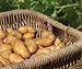 photo Russet Seed Potatoes NON-GMO 2024-2023