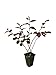 photo Loropetalum 'Plum Delight' - Chinese Fringe Flower - 10 Live Plants - Evergreen Flowering Shrub 2024-2023