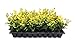 photo Ligustrum Japonicum 'Howardi' - 10 Live Plants - Evergreen Privacy Hedge Yellow Tip Shrub 2024-2023