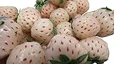 foto: jetzt Ananas-Erdbeere 50+ Samen (Ananas+Erdbeere) -Eine besondere weise Erdbeere- Online, bester Preis 1,75 € neu 2024-2023 Bestseller, Rezension