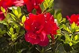 photo: You can buy Encore Azalea Autumn Bonfire (1 Gallon) Red Flowering Shrub - Full Sun Live Outdoor Plant online, best price $22.50 new 2024-2023 bestseller, review