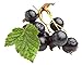 foto Schwarze Johannisbeere Ribes nigr. 'Titania 60-70 cm 2024-2023