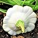 photo TomorrowSeeds - Early White Patty Pan Seeds - 20+ Count Packet - Bush Scallop Summer Squash Patisson Custard Scallopini Vegetable Seed for 2024-2023