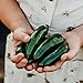 photo Nadapeno Jalapeno Pepper - 25 Seeds - Heirloom & Open-Pollinated Variety, Non-GMO Vegetable Seeds for Planting in The Home Garden, Thresh Seed Company 2024-2023