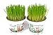 foto 2 plantas vivas de hordeum vulgare para gatos en macetas de 12 cm – estas son plantas de cultivo no semillas – hierba gatera 2024-2023