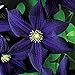 photo 50 Dark Purple Clematis Seeds Bloom Climbing Perennial Flowers Seed Flower Vine Climbing Perennial 2024-2023
