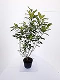 foto: jetzt Tulpen-Magnolie, Strauch, Höhe: 130-140 cm, Magnolia soulangeana Online, bester Preis 58,50 € neu 2024-2023 Bestseller, Rezension