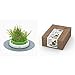 photo Catit Senses 2.0 Grass Planter & Catit Senses 2.0 Cat Grass Kit (Set of 3) 2024-2023