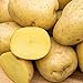 photo Yukon Gold Seed Potato - Best Early Eating Potato on The Market - Includes one 2-lb Bag - Can't Ship to States of ID, ME, MT, or NE 2024-2023