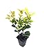 photo Ligustrum Japonicum Howardi - 10 Live Plants - Privet Howardii - Variegated Evergreen Shrub 2024-2023