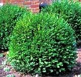 photo: You can buy Green Gem Boxwood - Evergreen Stays 3ft with No Pruning - Live Plants in Gallon Pots by DAS Farms (No California) online, best price $32.99 new 2024-2023 bestseller, review
