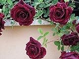 foto: comprar 200 piezas de semillas de rosas trepadoras trepadoras de color rojo oscuro muy hermosas flores trepadoras ornamentales on-line, mejor precio 4,99 € nuevo 2024-2023 éxito de ventas, revisión