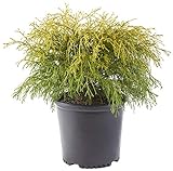 photo: You can buy Shrub Gold Mop Cypress 2.25 Qt, Golden online, best price $20.98 new 2024-2023 bestseller, review