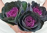 photo: You can buy David's Garden Seeds Flower Kale Crane Red 5995 (Red) 50 Non-GMO, Hybrid Seeds online, best price $4.45 new 2024-2023 bestseller, review