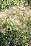 photo: You can buy 200 Squirrel Tail Grass (Foxtail Barley) Hordeum Jubatum Ornamental Seeds online, best price $3.00 new 2024-2023 bestseller, review