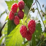 photo: You can buy Killarney Raspberry - 1 Red Raspberry Plant - Everbearing - Organic Grown online, best price $16.95 new 2024-2023 bestseller, review
