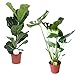 foto Zimmerpflanze 2er Pflanzen-Set Geigenfeige und Fensterblatt | Ficus Lyrata + Monstera Deliciosa  | Lieferhöhe: 60 cm und 80 cm | 2 Stück Topf Ø 17cm 2024-2023