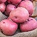 photo Red Pontiac Seed Potato - Everybody's Favorite Red Potato - Includes one 2-lb Bag - Can't Ship to States of ID, ME, MT, or NE 2024-2023