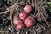 photo Simply Seed - 5 LB - Dark Red Norland Potato Seed - Non GMO - Naturally Grown - Order Now for Spring Planting 2024-2023