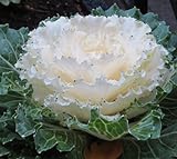 photo: You can buy 20 Flowering kale Seeds- Nagoya White’ Ornamental filler ,flower bed,. online, best price $5.82 new 2024-2023 bestseller, review
