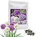 foto Ajo ornamental gigante (Allium giganteum), paquete mixto de flores violetas y blancas, planta resistente al frío, 1 bolsa 60 semillas 2024-2023