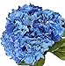 photo Nikko Blue Hydrangea Shrub-Bare Root-Healthy Plant- 2 Pack by Growers Solution 2024-2023