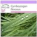 foto SAFLAX - Pasto limón - 50 semillas - Cymbopogon flexosus 2024-2023