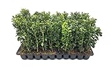 photo: You can buy Green Mountain Boxwood - 10 Live Plants - Buxus - Fast Growing Cold Hardy Formal Evergreen Shrub online, best price $54.98 new 2024-2023 bestseller, review