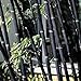 foto Semillas para jardinería, 100 semillas de bambú de Phyllostachys Pubescens para decoración ornamental de plantas de jardín, semillas de bambú negro 2024-2023