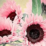 foto: jetzt Blumensamen Pflanzensamen 50Pcs/Bag Samen natürliche große Wasser Nachfrage Blume rosa Sonnenblumensamen für Fenster - Sonnenblumensamen Online, bester Preis 2,99 € neu 2024-2023 Bestseller, Rezension