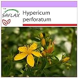 foto: comprar SAFLAX - Hierba de San Juan - 300 semillas - Hypericum perforatum on-line, mejor precio 3,95 € nuevo 2024-2023 éxito de ventas, revisión