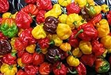 photo: You can buy 25 seeds SCOTCH BONNET PEPPER SEEDS-(Caribbean Mix) - RED,YELLOW,AND CHOCOLATE online, best price $6.95 ($0.28 / Count) new 2024-2023 bestseller, review