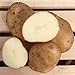 photo Kennebec Seed Potatoes, 5 lbs. (Certified) 2024-2023
