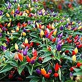 photo: You can buy Vegetable Seed Ornamental Mini Hot Pepper Seeds 50+ Bonsais Colorful Upward Pepper Seeds online, best price $7.90 new 2024-2023 bestseller, review