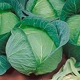 photo: You can buy Late Flat Dutch Cabbage Seeds (60+ Seed Package) online, best price $6.69 new 2024-2023 bestseller, review