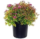 photo: You can buy Spiraea jap. 'Magic Carpet' (Spirea) Shrub, #3 - Size Container online, best price $33.05 new 2024-2023 bestseller, review