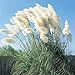 photo Giant White Pampas Grass Seeds - 100 Seeds - Ships from Iowa, Made in USA 2024-2023