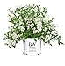 photo Proven Winners - Deutzia Yuki Snowflake (Yuki Snowflake Deutzia) Shrub, white flowers, #3 - Size Container 2024-2023
