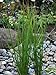 photo Perennial Farm Marketplace Juncus effusus (Common Soft Rush) Ornamental Grass, 1 Quart, Rich Green Foliage 2024-2023
