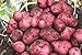 photo Simply Seed - 5 LB - Red Pontiac Potato Seed - Non GMO - Naturally Grown - Order Now for Spring Planting 2024-2023