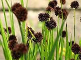 photo: You can buy Juncus Ensifolius - (10 Seeds) Dwarf Rush,Ornamental Grass, Swordleaf Rush. online, best price $2.95 new 2024-2023 bestseller, review
