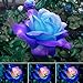 photo 50 Pcs/Sac Graines De Rose Viable Naturel Mini Graines De Rose Bleu Ornementales Pour Jardin Graines De Plantes De Jardin Graines de rose bleu rose 2024-2023