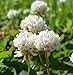photo SeedRanch White Dutch Clover Seed: Nitro-Coated & Inoculated - 10 Lbs. 2024-2023