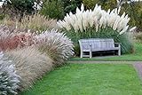 photo: You can buy Giant White Pampas Grass Seeds - 100 Seeds - Ornamental Grass for Landscaping or Decoration - Made in USA online, best price $8.09 ($0.08 / Count) new 2024-2023 bestseller, review