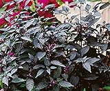 photo: You can buy David's Garden Seeds Pepper Ornamental Twilight 3448 (Purple) 25 Non-GMO, Open Pollinated Seeds online, best price $3.95 new 2024-2023 bestseller, review
