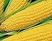 photo 25 Truckers Favorate Corn Seeds | Heirloom | Instant Latch Garden Seeds 2024-2023