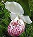 foto 100 piezas de 20 tipos de semillas de orquídeas perenne de flores en macetas de plantas ornamentales Bansai Semillas para el balcón & Plant patio del jardín de DIY Negro 2024-2023