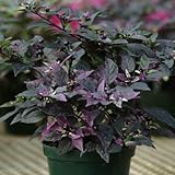 photo: You can buy Ornamental Pepper Purple Flash Seeds - Flower Seeds Package - 100 Seed Package online, best price $17.79 new 2024-2023 bestseller, review